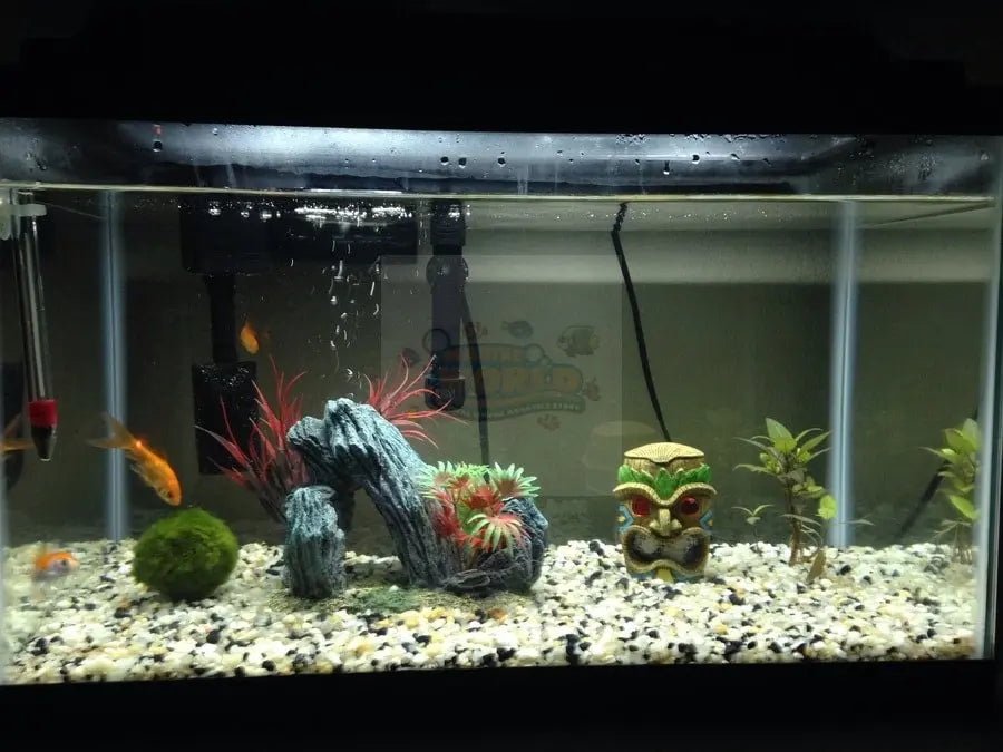 The Small Community Tank - Marine World Aquatics Aquarium Community Tank