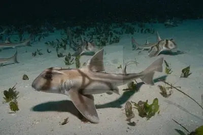 Buy Shark Fish