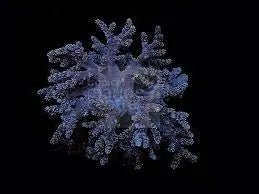 Bush Coral Asparagus (Capnella spp) - Marine World Aquatics