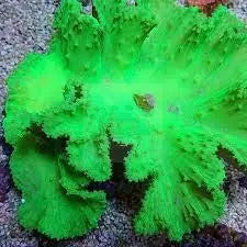 Cabbage Coral (Sinularla Dura) - Marine World Aquatics