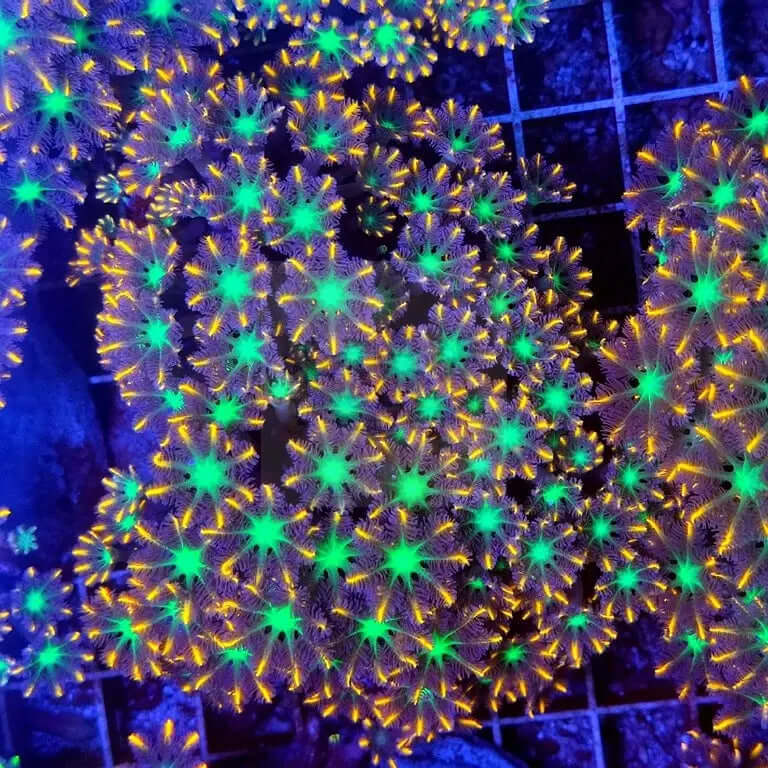 Clove polyps (Clavularia ssp) - Marine World Aquatics