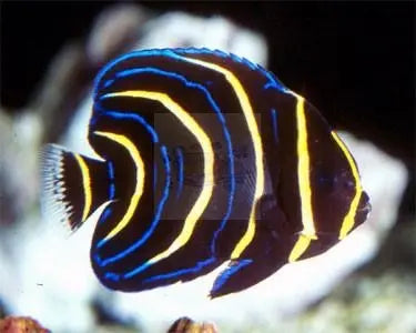 Cortez Angel (Pomacanthus zonipectus) - Marine World Aquatics