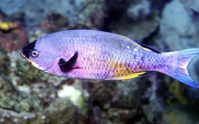Creole Wrasse (Clepticus parrae) - Marine World Aquatics