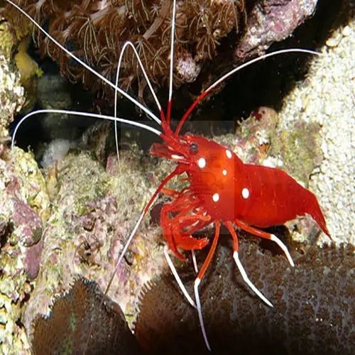 A closer look at Fire Shrimp For Saltwater Aquarium