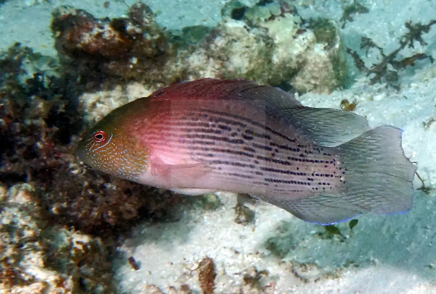 Giant Dotty Pygmy Basslet (Labracinus spp) - Marine World Aquatics
