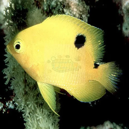 Gregory - Honey (Stegastes planifrons) - Marine World Aquatics