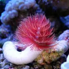 Hard Tube Worm - (Protula bispiralis) - Marine World Aquatics