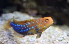 Jawfish Blue Spotted - (Opistognathus rosenblatti) - Marine World Aquatics
