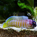 Jawfish - Tiger (Opistognathus randalli) - Marine World Aquatics