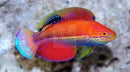 Katoi Fairywrasse (Cirrhilabrus katoi) - Marine World Aquatics