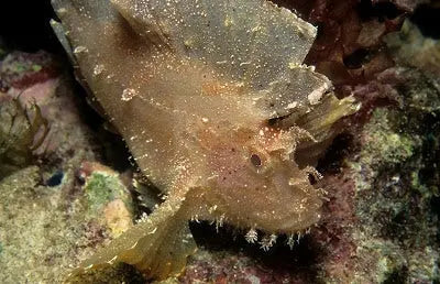 Leaf Fish - Common (Taenianotus triacanthus) - Marine World Aquatics