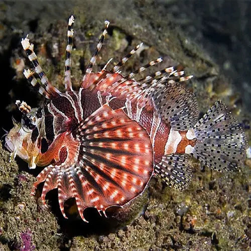 Dwarf lionfish care deals