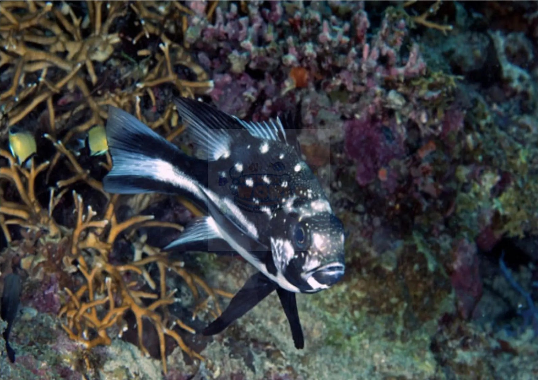 Macolor Sweetlips - Longfin (Macolor macularis) - Marine World Aquatics