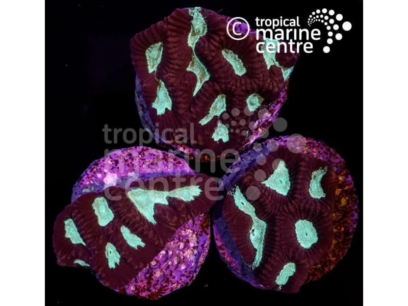x1 Small Maze Coral Sea Frag (TMC)