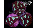 x1 Small Maze Coral Sea Frag (TMC)