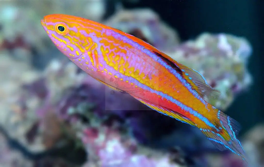 Pintail Dwarf Parrot (Cirrhilabrus cf lanceolatus) - Marine World Aquatics