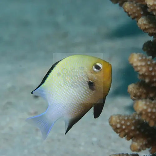 Pretty Damsel (Dascyllus marginatus) - Marine World Aquatics