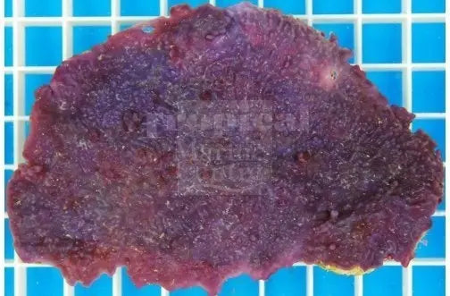 Purple Encrusting Sponge Cultured (Haliclona sp) - Marine World Aquatics