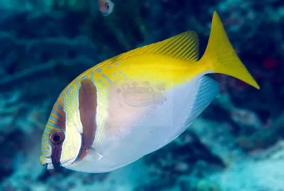 Rabbit - Masked (Siganus virgatus) - Marine World Aquatics