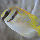 Rabbit - Orange Line (Siganus doliatus) - Marine World Aquatics