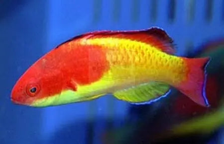 Red Hooded Dwarf Parrot (Cirrhilabrus cf bathyphilus) - Marine World Aquatics