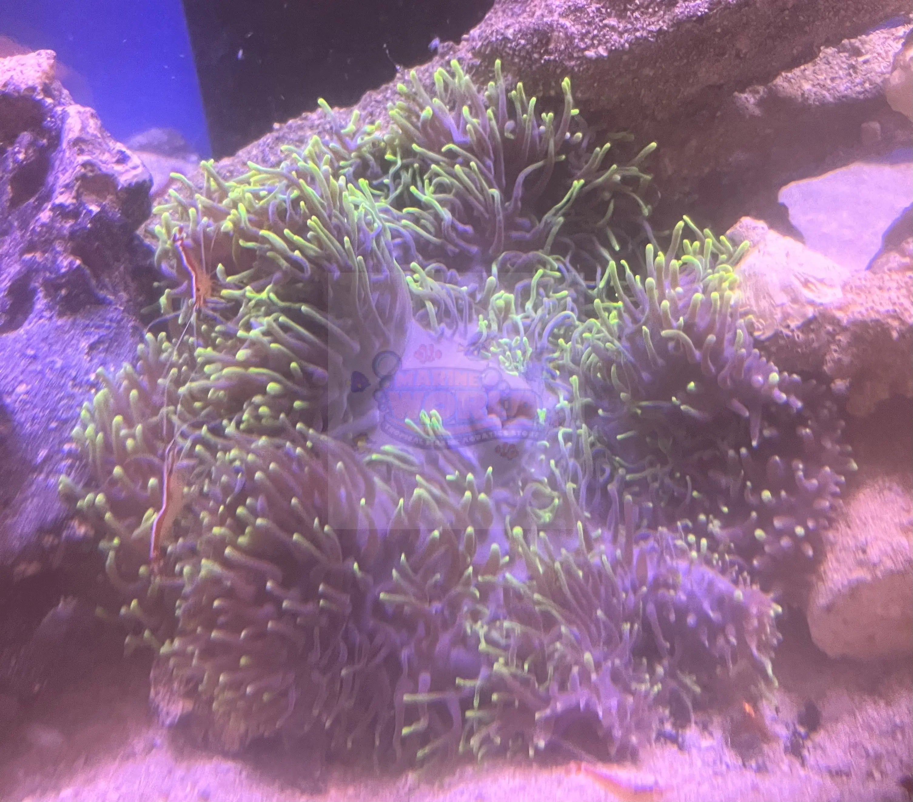 Ritteri Anemone (Heteractis magnifica) - Marine World Aquatics