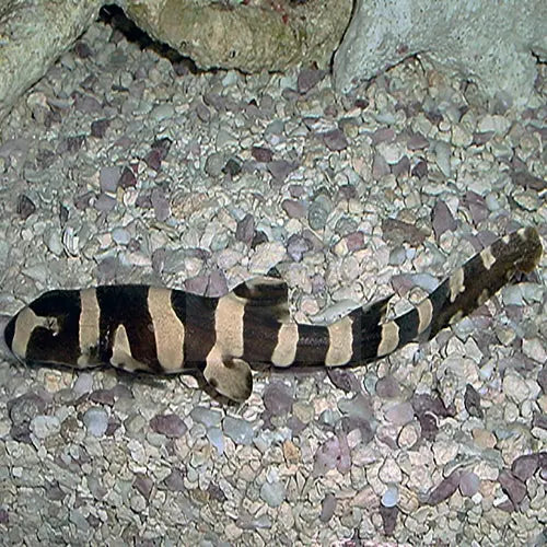Shark - Banded Cat (Chiloscyllium punctatum) - Marine World Aquatics