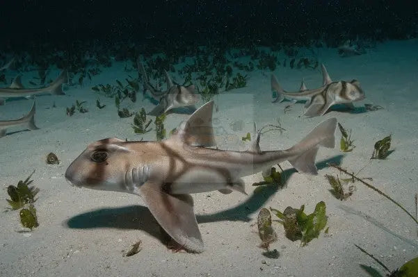 Shark - Port Jackson (Heterodontus portusjacksoni) - Marine World Aquatics