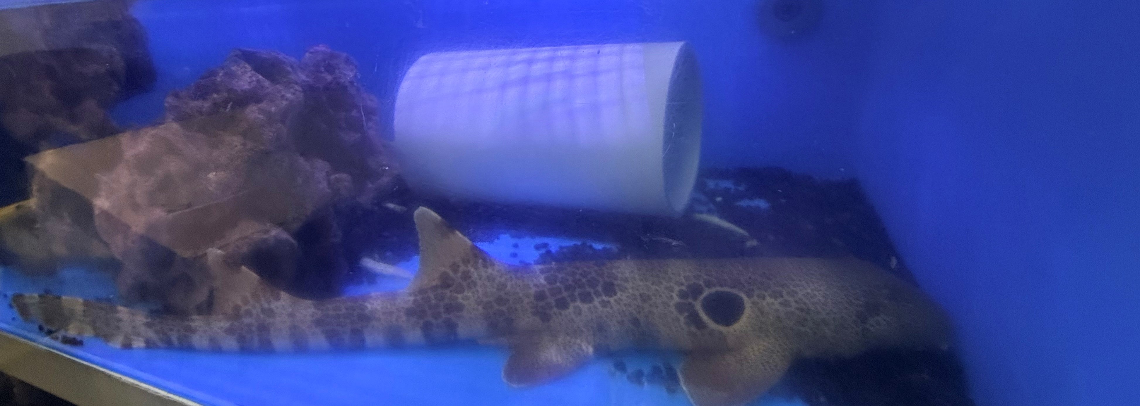 Shark - Epaulette (Hemiscyllium ocellatum) 60cm Male/Female