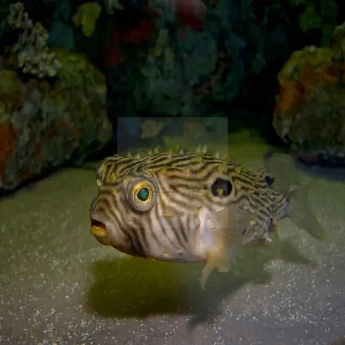 Spiny Boxfish (Chilomycterus schoepfii)
