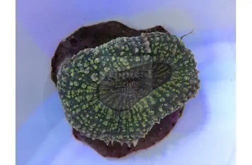 Spiny Brain Coral Cultured (Lobophyllia spp) - Marine World Aquatics