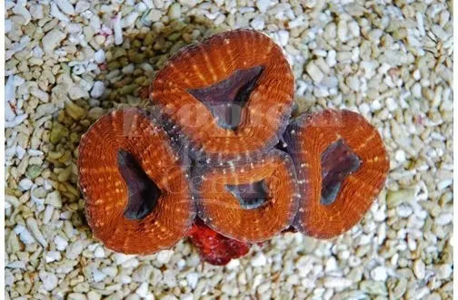 Spiny Brain Coral Sea (Lobophyllia spp) - Marine World Aquatics