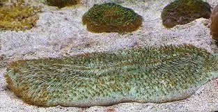 Tongue Coral (polyphyllia sp) - Marine World Aquatics