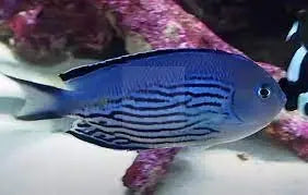 Watanabei Angel Fish - Male (Genicanthus watanabei) - Marine World Aquatics