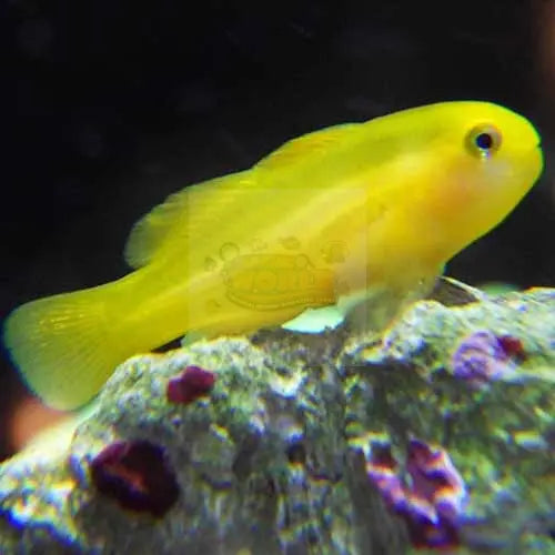 Yellow Goby (Gobiodon okinawae) - Marine World Aquatics