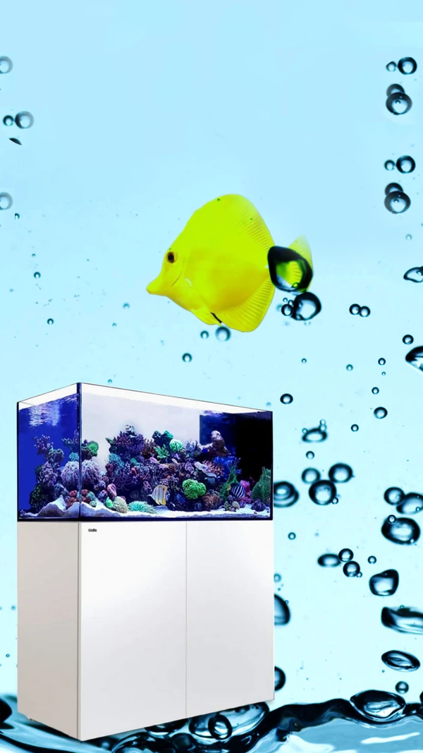 marine livestock