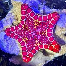 Aussie Bonfire Biscuit Starfish