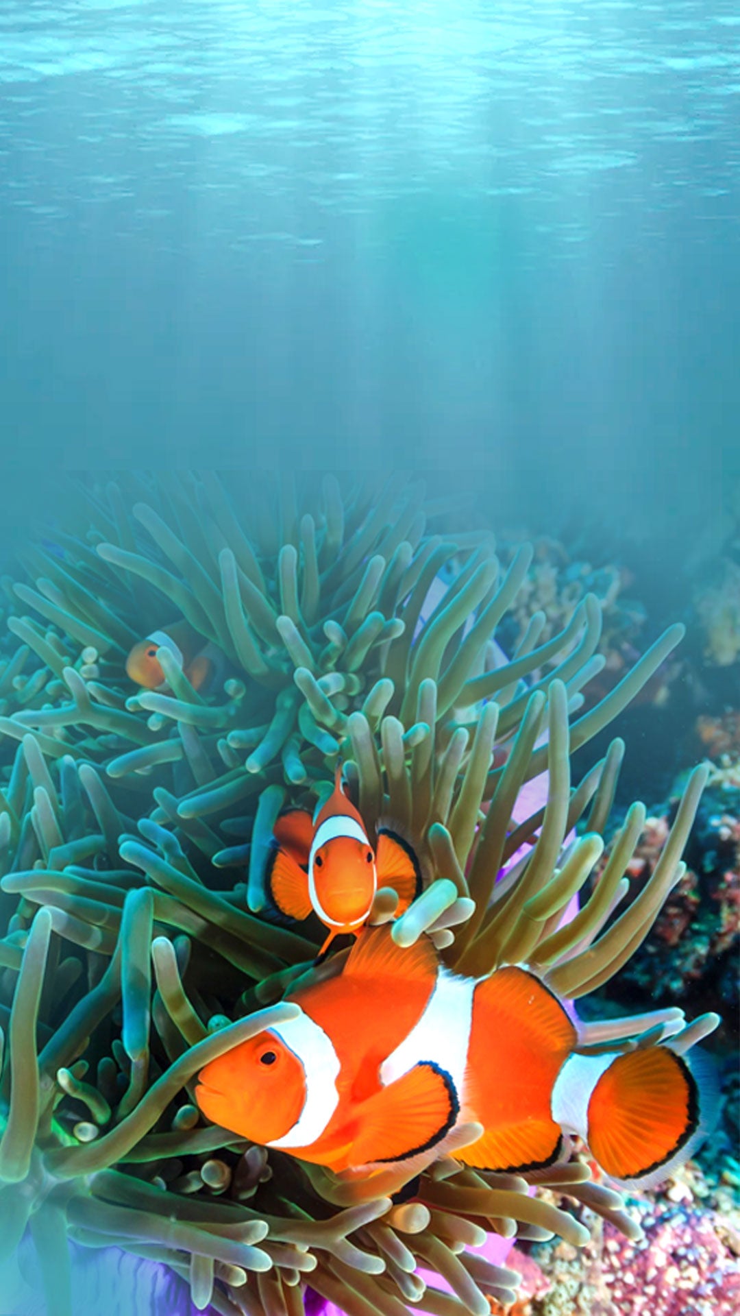 Marine Fish Food