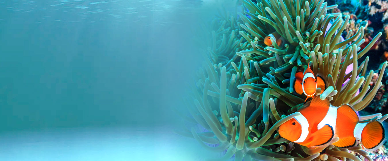 Marine Fish Food