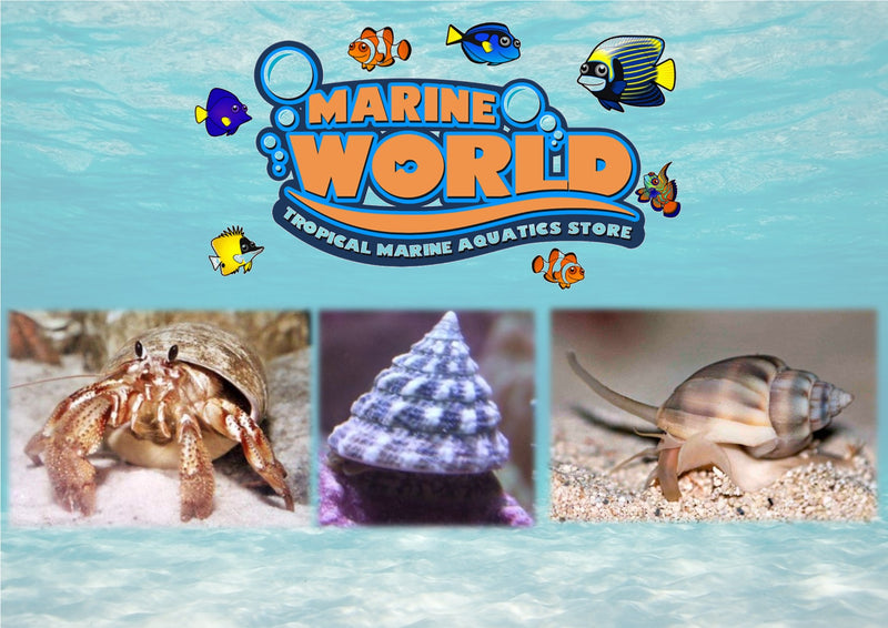 10 Turbo Snails, 10 Nassarius Snails, 10 Hermit Crabs - Marine World Aquatics
