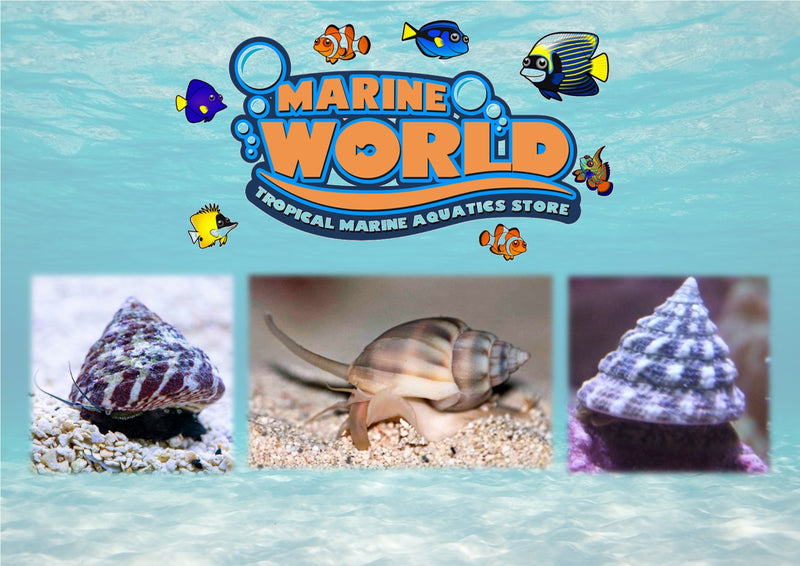 10 Turbo Snails, 10 Nassarius Snails,10 Banded Trochus Snails - Marine World Aquatics