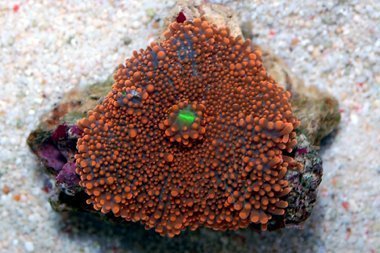 Bubble Mushroom Red/Orange (Ricordea yuma) - Marine World Aquatics