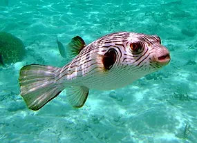 Dogface Puffer - Common (Arothron spp.) - Marine World Aquatics