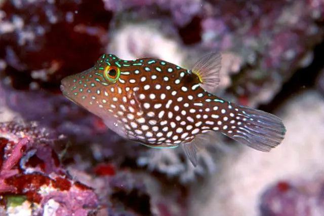 Puffer - Maldive (Canthigaster janthinoptera) - Marine World Aquatics