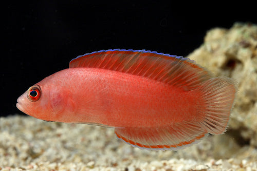 Cherry Pygmy Basslet (Cypho purpurascens) - Marine World Aquatics