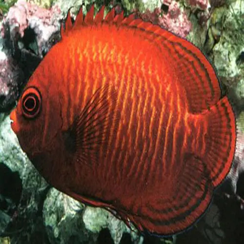 Golden Angel (Centropyge aurantia) - Marine World Aquatics