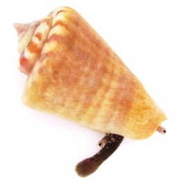 Orange Lip Conch  STROMBUS LUHUANUS - Marine World Aquatics