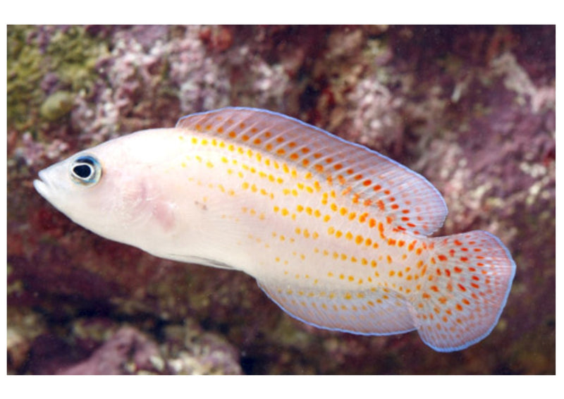 Red Spotted Pygmy Basslet (Pholidochromis cerasina) - Marine World Aquatics