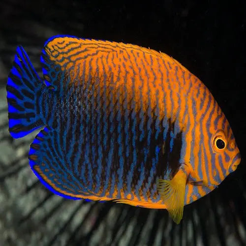 Potters angelfish care outlet
