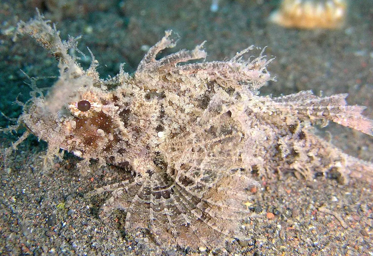 Denis Healey Leaf Fish (Pteroidichthys amboinensis) - Marine World Aquatics